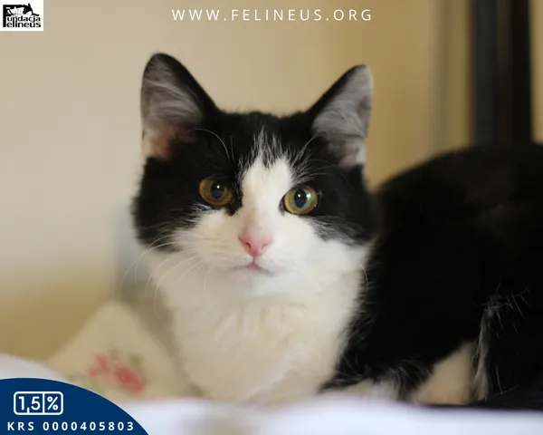 Kot do adopcji, Rzeszów, 5 grudnia 2025 (1/4)