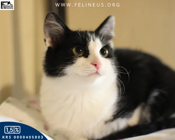 Kot do adopcji, Rzeszów, 5 grudnia 2025 (2/4)