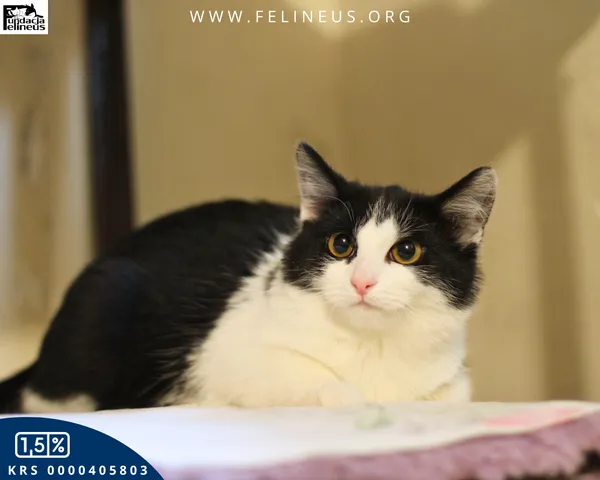 Kot do adopcji, Rzeszów, 5 grudnia 2025 (3/4)