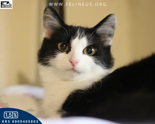 Kot do adopcji, Rzeszów, 5 grudnia 2025 (4/4)