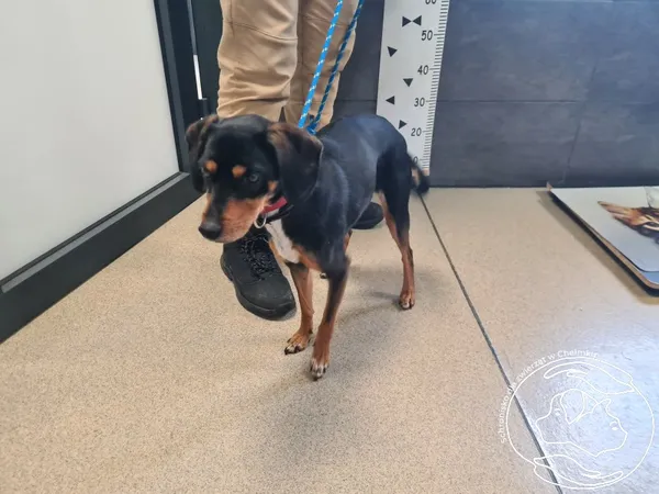 Znaleziono psa, Chełmek, 4 grudnia 2025