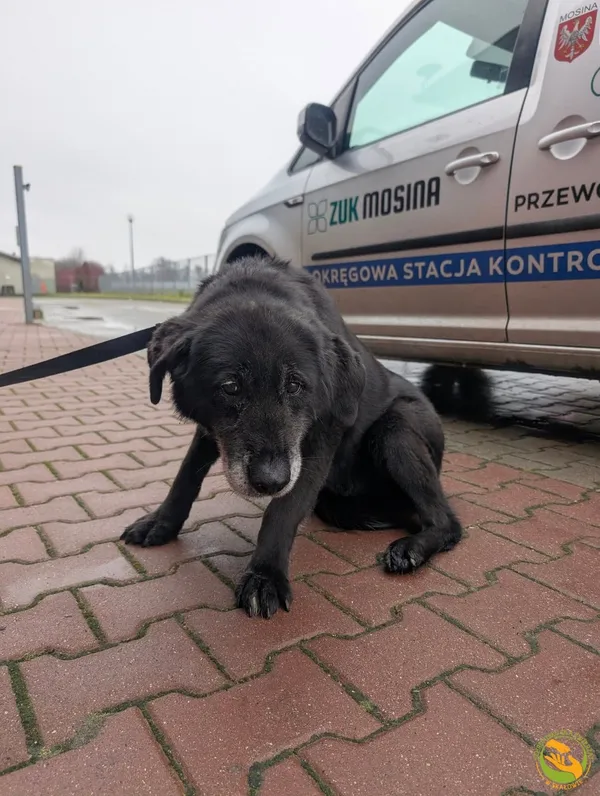 Znaleziono psa, Skałowo, 5 grudnia 2025 (1/3)
