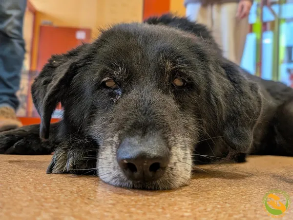 Znaleziono psa, Skałowo, 5 grudnia 2025 (2/3)