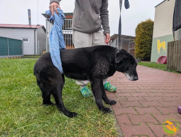 Znaleziono psa, Skałowo, 5 grudnia 2025 (3/3)