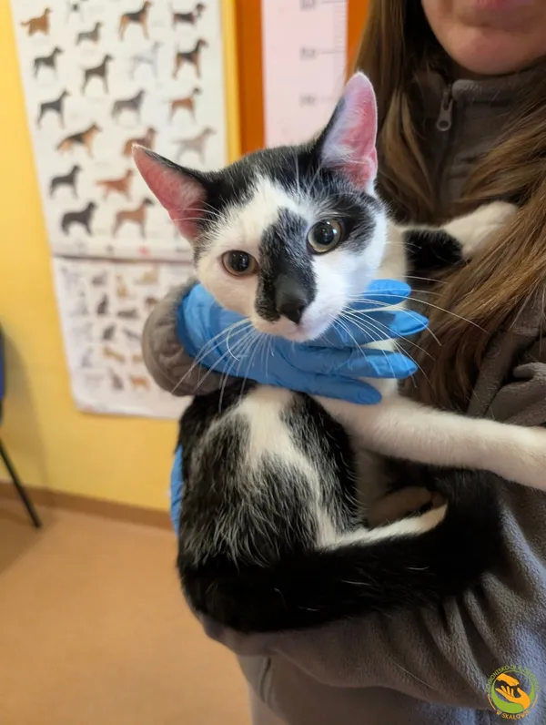 Znaleziono kota, Skałowo, 5 grudnia 2025 (1/2)