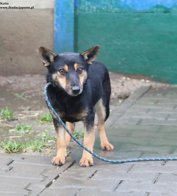 Pies do adopcji, Nowy Dwór Mazowiecki, 5 grudnia 2025 (1/5)