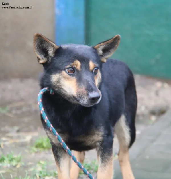Pies do adopcji, Nowy Dwór Mazowiecki, 5 grudnia 2025 (3/5)