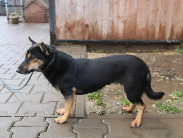 Pies do adopcji, Nowy Dwór Mazowiecki, 5 grudnia 2025 (4/5)