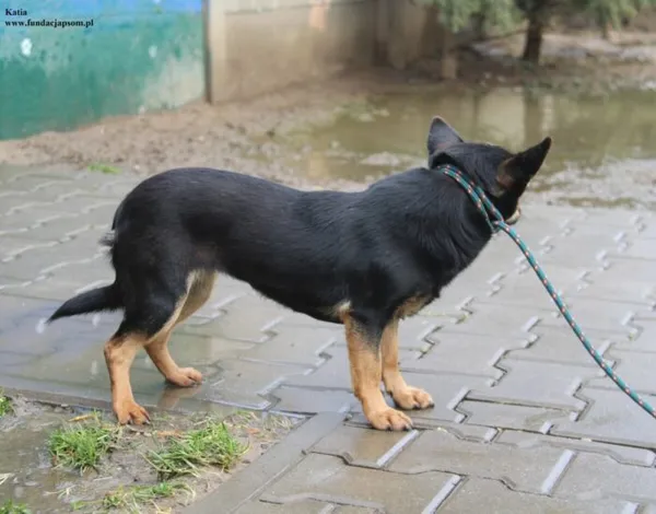 Pies do adopcji, Nowy Dwór Mazowiecki, 5 grudnia 2025 (5/5)