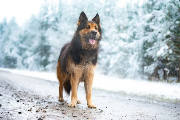 Pies do adopcji, Nowodwór, 5 grudnia 2025 (1/5)