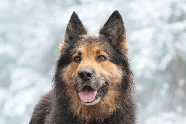 Pies do adopcji, Nowodwór, 5 grudnia 2025 (2/5)