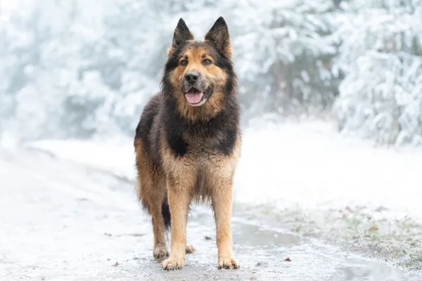 Pies do adopcji, Nowodwór, 5 grudnia 2025 (3/5)