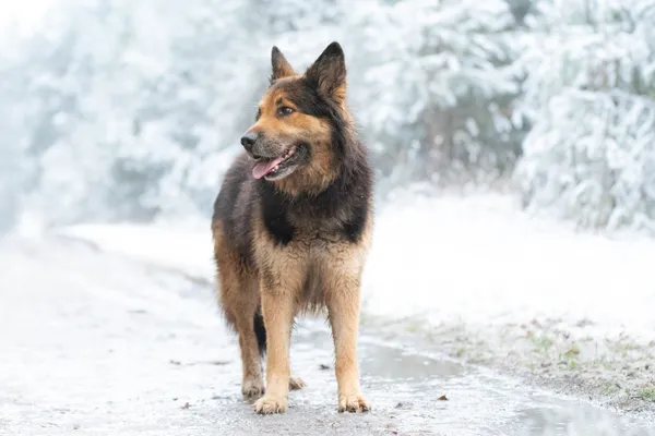 Pies do adopcji, Nowodwór, 5 grudnia 2025 (4/5)