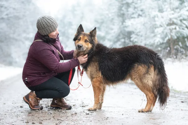 Pies do adopcji, Nowodwór, 5 grudnia 2025 (5/5)