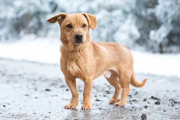 Pies do adopcji, Nowodwór, 5 grudnia 2025 (2/5)