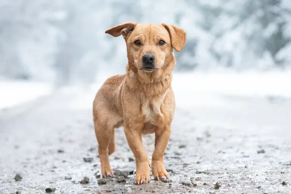 Pies do adopcji, Nowodwór, 5 grudnia 2025 (3/5)