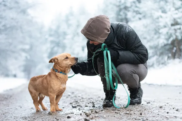 Pies do adopcji, Nowodwór, 5 grudnia 2025 (5/5)