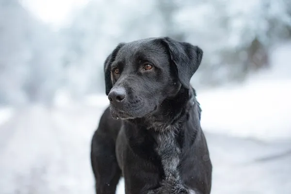 Pies do adopcji, Nowodwór, 5 grudnia 2025 (4/5)