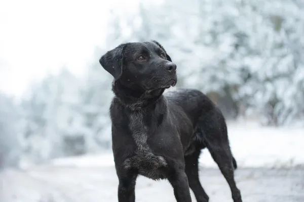 Pies do adopcji, Nowodwór, 5 grudnia 2025 (5/5)