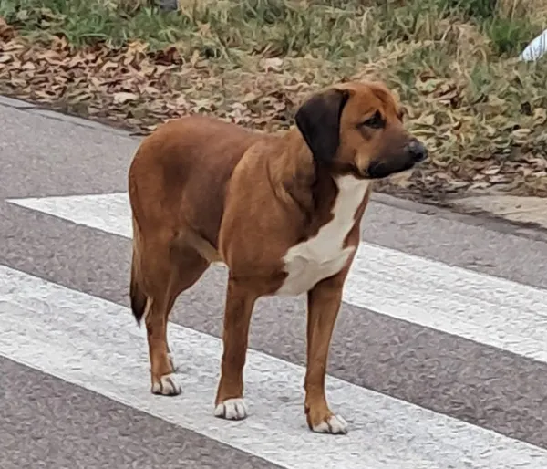 Znaleziono psa, Dąbrówka, 5 grudnia 2025