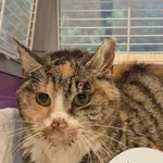 Znaleziono kota