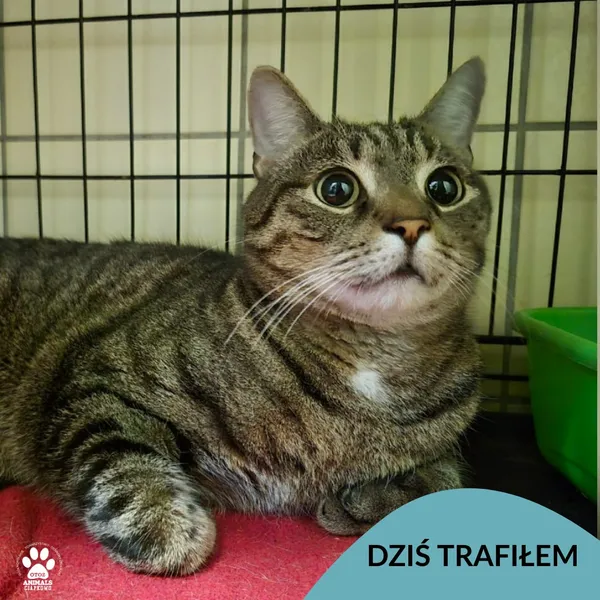 Znaleziono kota, Gdynia, 1 grudnia 2025