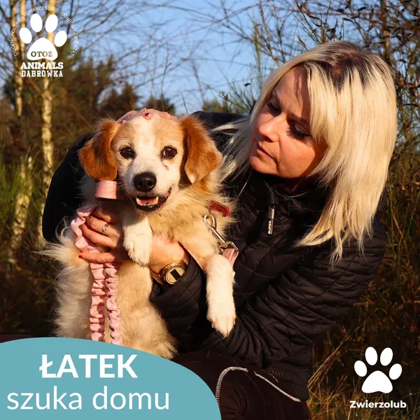 Pies do adopcji, Dąbrówka, 3 grudnia 2025 (2/4)