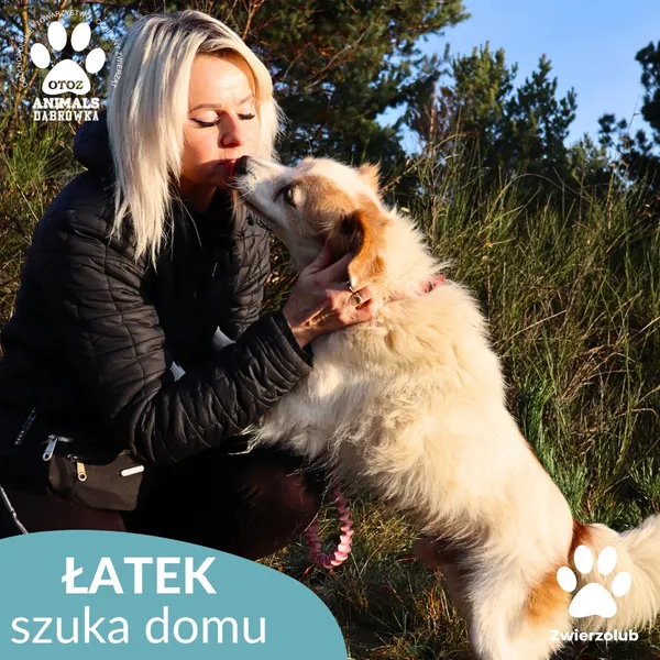 Pies do adopcji, Dąbrówka, 3 grudnia 2025 (3/4)