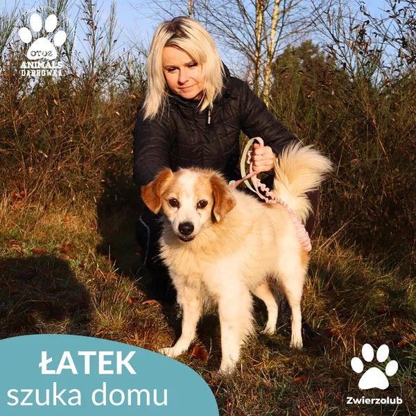 Pies do adopcji, Dąbrówka, 3 grudnia 2025 (4/4)