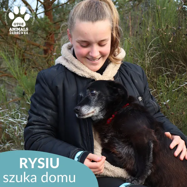 Pies do adopcji, Dąbrówka, 3 grudnia 2025 (2/4)