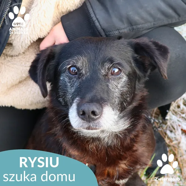 Pies do adopcji, Dąbrówka, 3 grudnia 2025 (4/4)