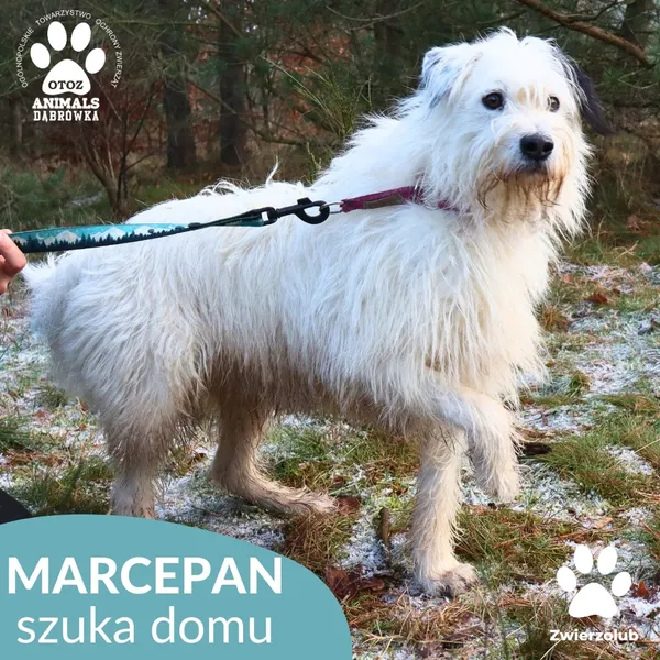 Pies do adopcji, Dąbrówka, 3 grudnia 2025 (1/4)