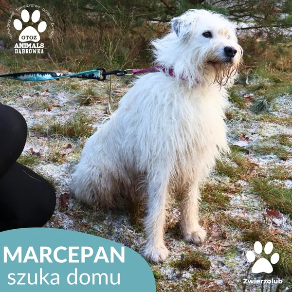 Pies do adopcji, Dąbrówka, 3 grudnia 2025 (3/4)