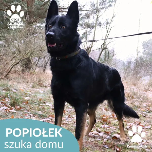 Pies do adopcji, Dąbrówka, 3 grudnia 2025 (2/4)