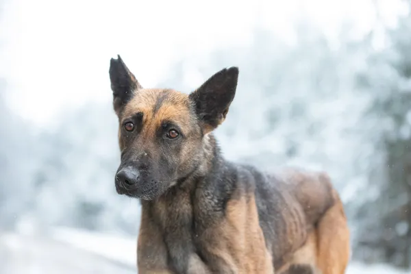 Pies do adopcji, Nowodwór, 5 grudnia 2025 (1/5)