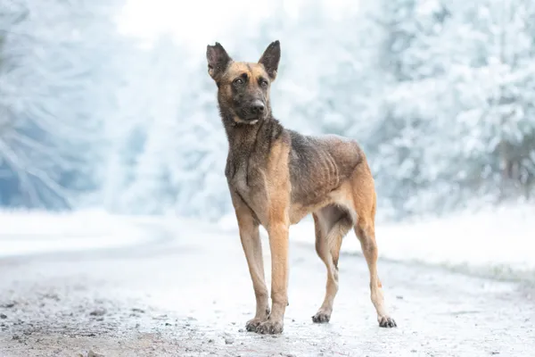 Pies do adopcji, Nowodwór, 5 grudnia 2025 (3/5)