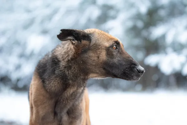 Pies do adopcji, Nowodwór, 5 grudnia 2025 (5/5)