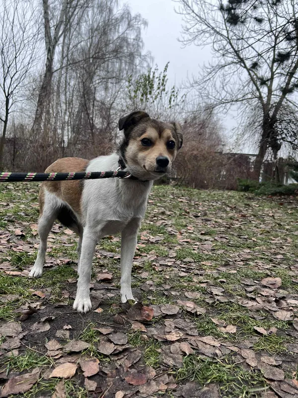 Pies do adopcji, Włocławek, 5 grudnia 2025 (1/3)