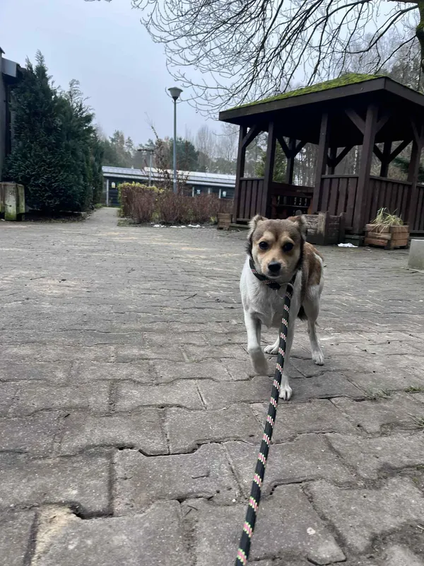 Pies do adopcji, Włocławek, 5 grudnia 2025 (3/3)