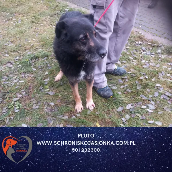Znaleziono psa, Dębniak, 5 grudnia 2025