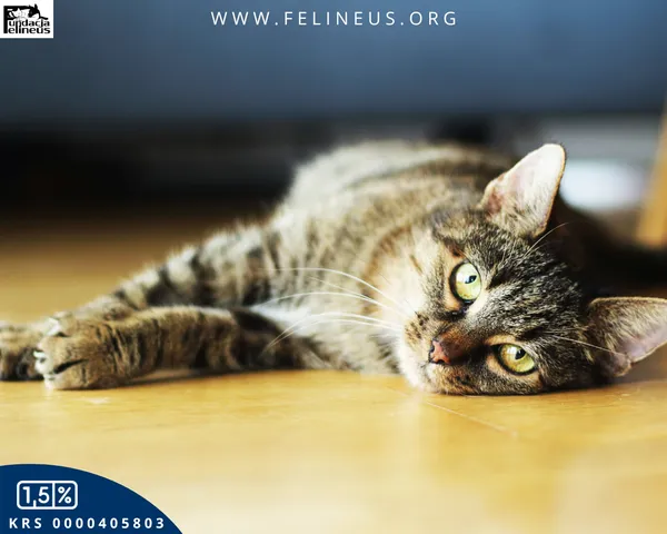 Kot do adopcji, Rzeszów, 6 grudnia 2025 (2/5)