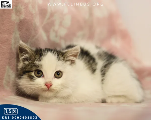 Kot do adopcji, Rzeszów, 7 grudnia 2025 (3/5)