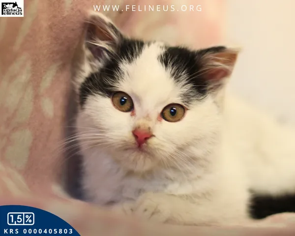 Kot do adopcji, Rzeszów, 7 grudnia 2025 (1/4)