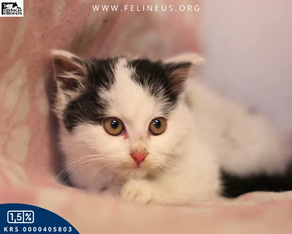 Kot do adopcji, Rzeszów, 7 grudnia 2025 (2/4)