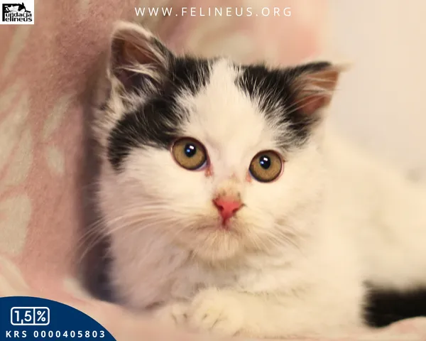 Kot do adopcji, Rzeszów, 7 grudnia 2025 (3/4)