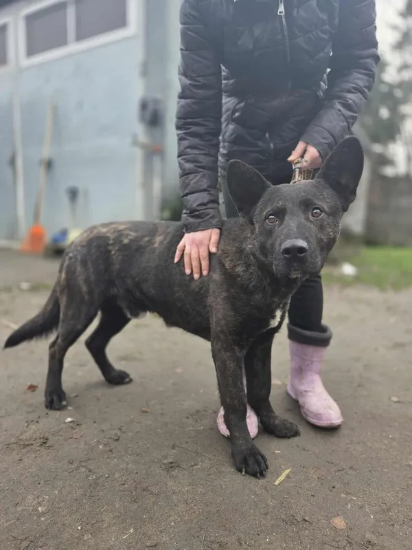 Pies do adopcji, Zgierz, 6 grudnia 2025 (1/5)