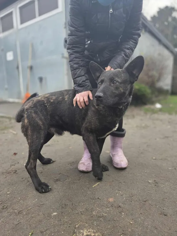 Pies do adopcji, Zgierz, 6 grudnia 2025 (3/5)