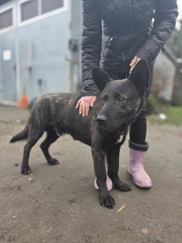 Pies do adopcji, Zgierz, 6 grudnia 2025 (5/5)