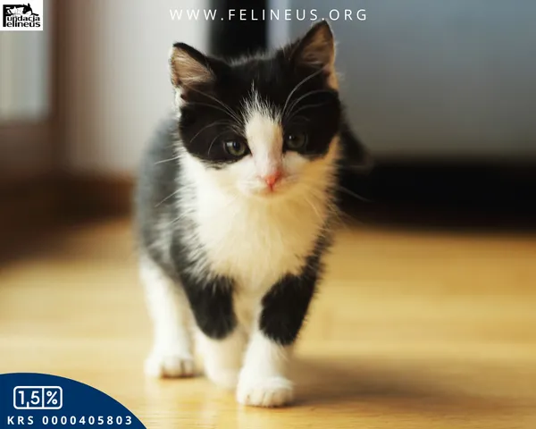 Kot do adopcji, Rzeszów, 7 grudnia 2025 (2/6)