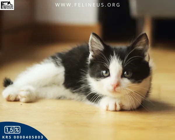 Kot do adopcji, Rzeszów, 7 grudnia 2025 (4/6)